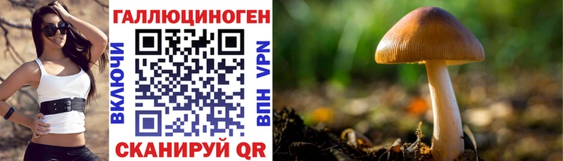 Купить  Короча  Псилоцибиновые грибы Psilocybine cubensis 
